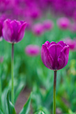 tulips_020