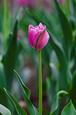 tulips_025