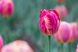 tulips_026