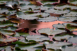 waterlily in pond at sunset with sky reflection on water