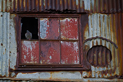 sealed up window, rusty corrugated iron and pigeon