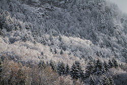 snow covered trees in winter in forest