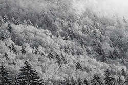 cime des arbres avec neige en hiver
