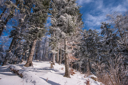 winter_forest_016