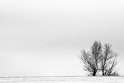 winter landscape with single tree in snow field, grey clouds
