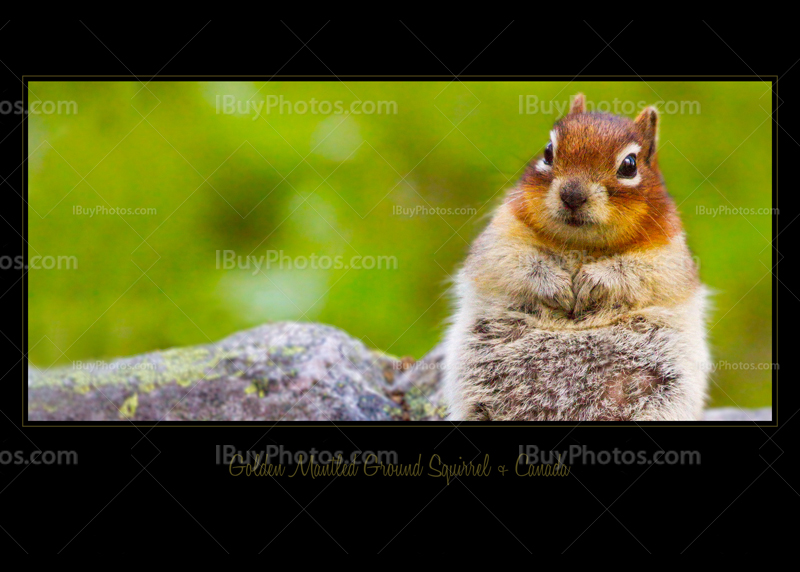 Nourriture pour écureuil : 54 816 images, photos de stock, objets