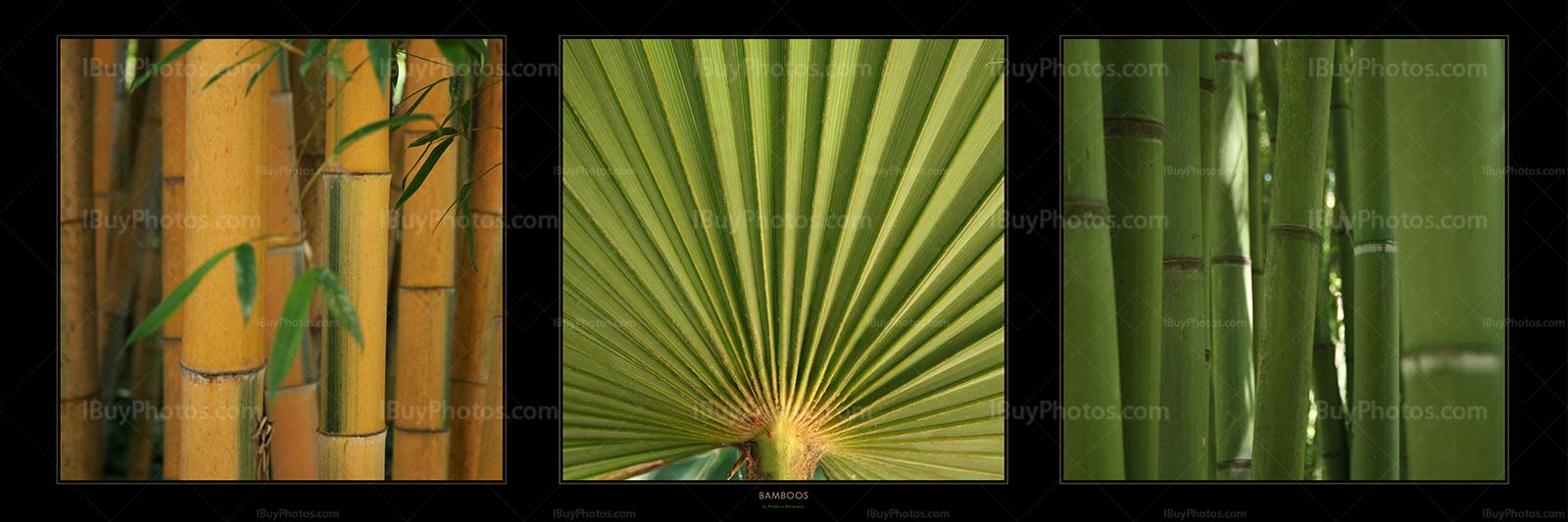 Bamboos Panorama 001